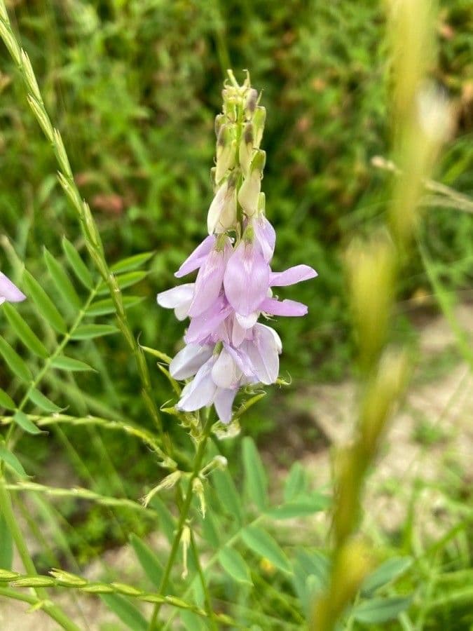 Galega 10