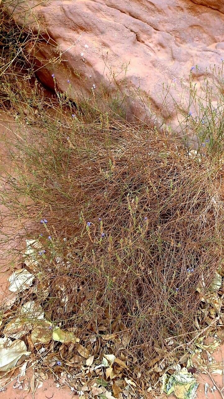 Lavanda 7
