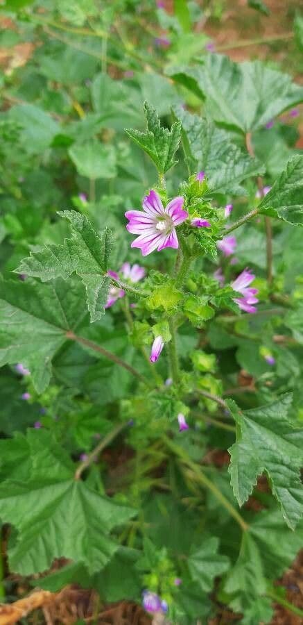 Malva minore 29