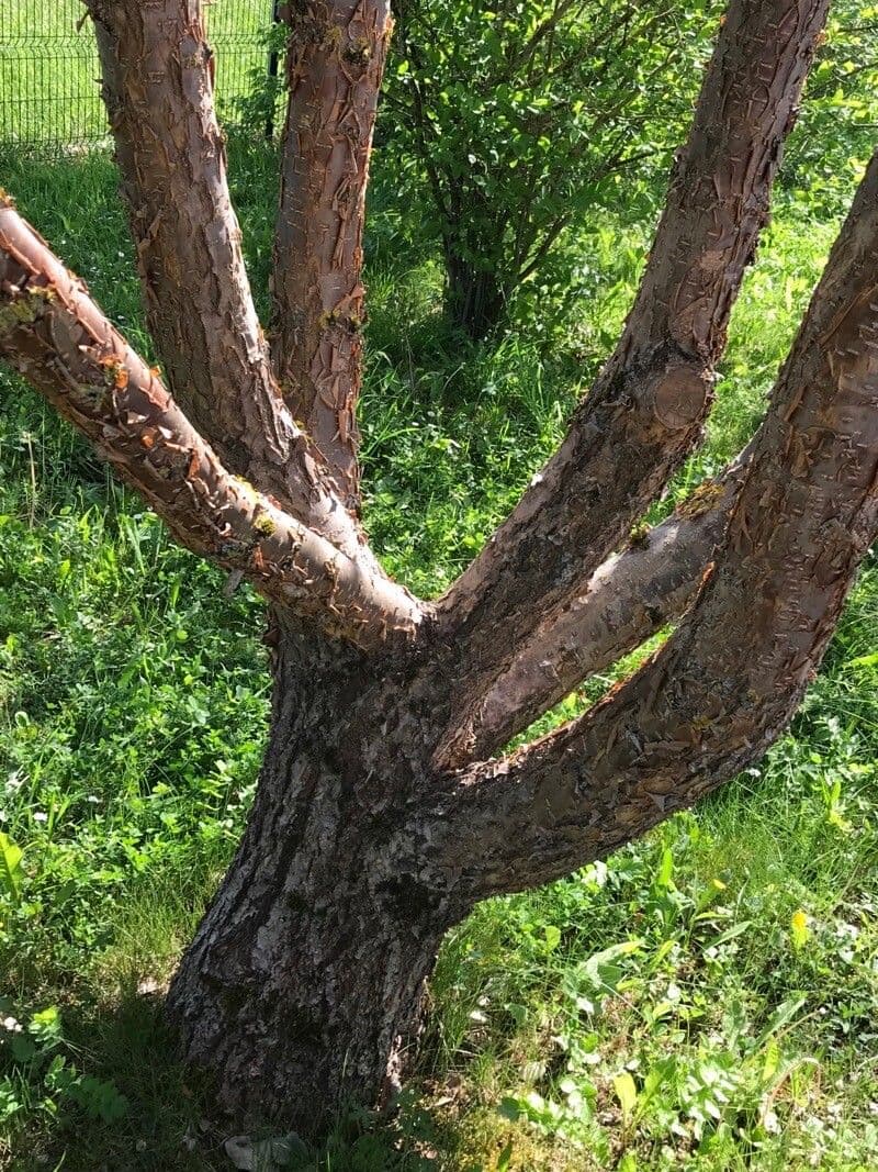 Árbol de las barbas 16