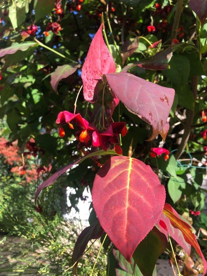 Fusain à larges feuilles 6