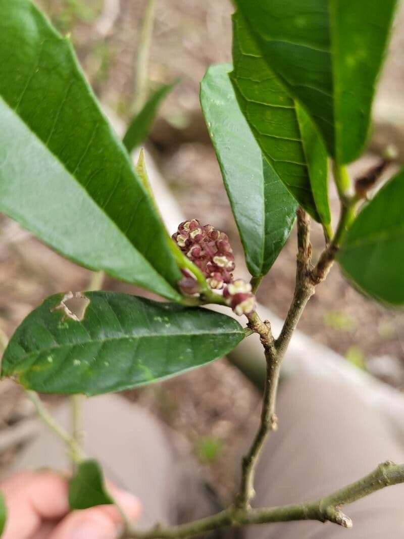 Sorocea Bonplanda 3