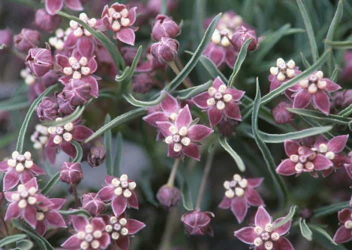Asclepias