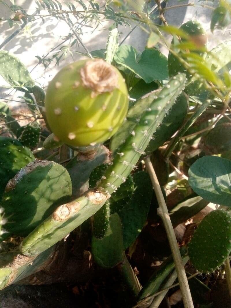 Tacinga