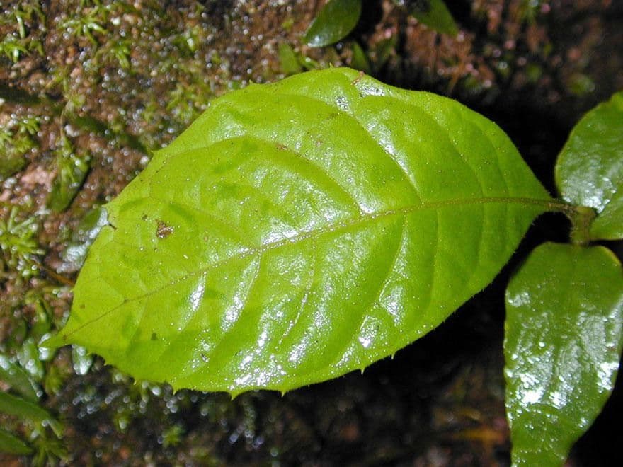 Meliosma 3
