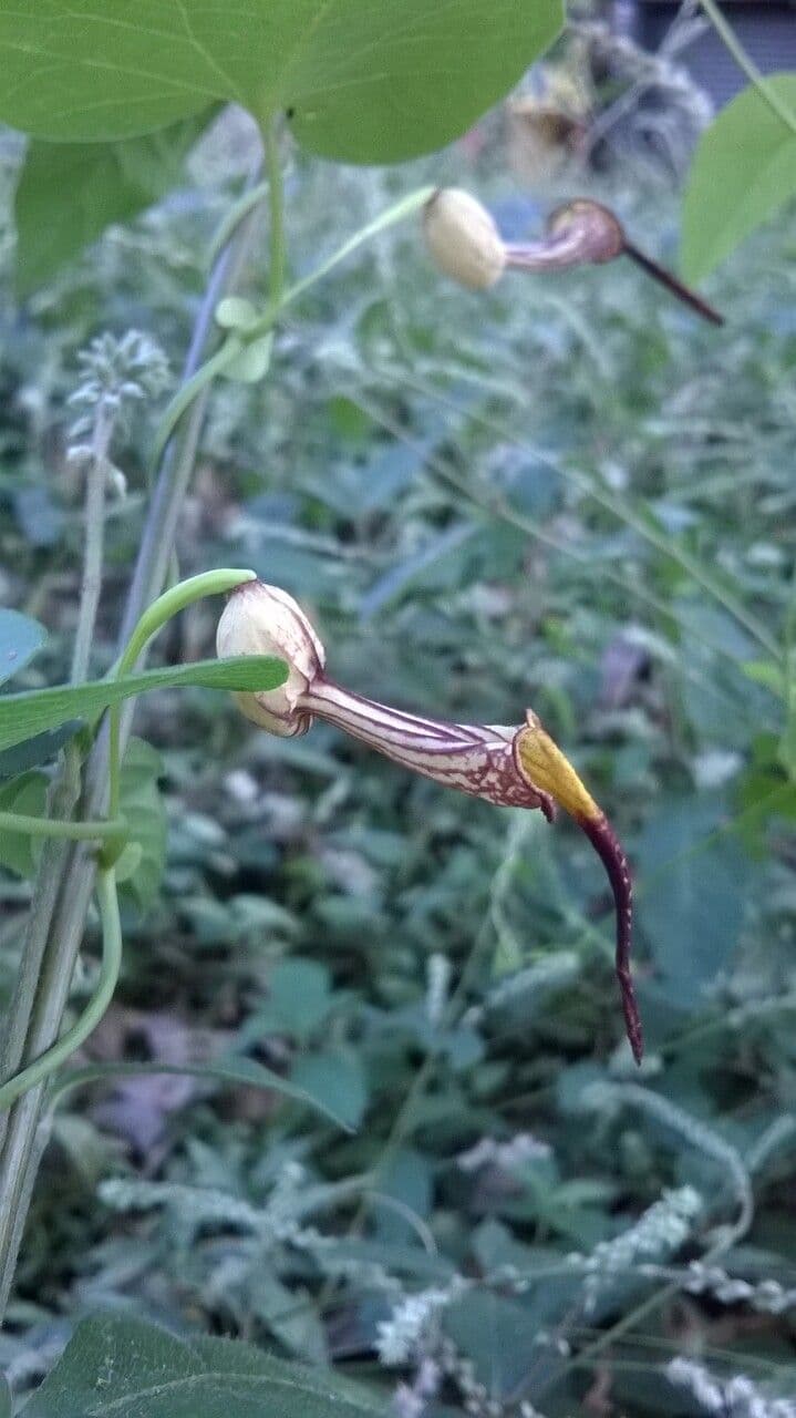 Aristolochia 4