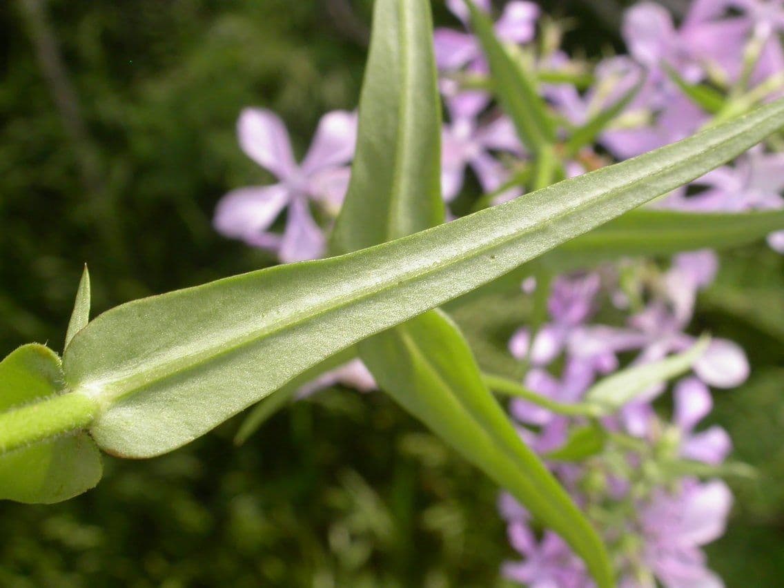 Zottiger Phlox 15