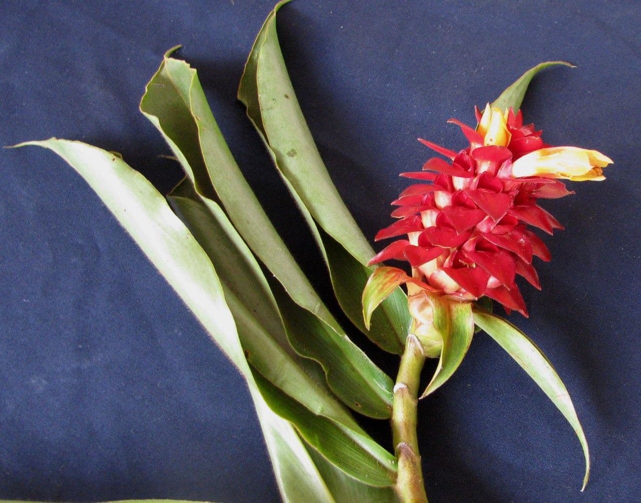Costus 2