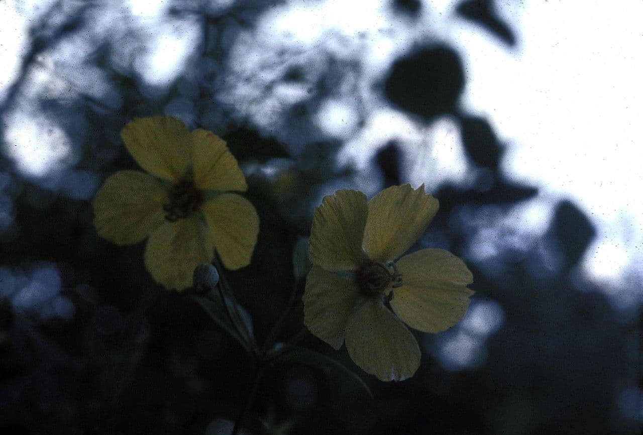 Lisimachia lanceolata 2