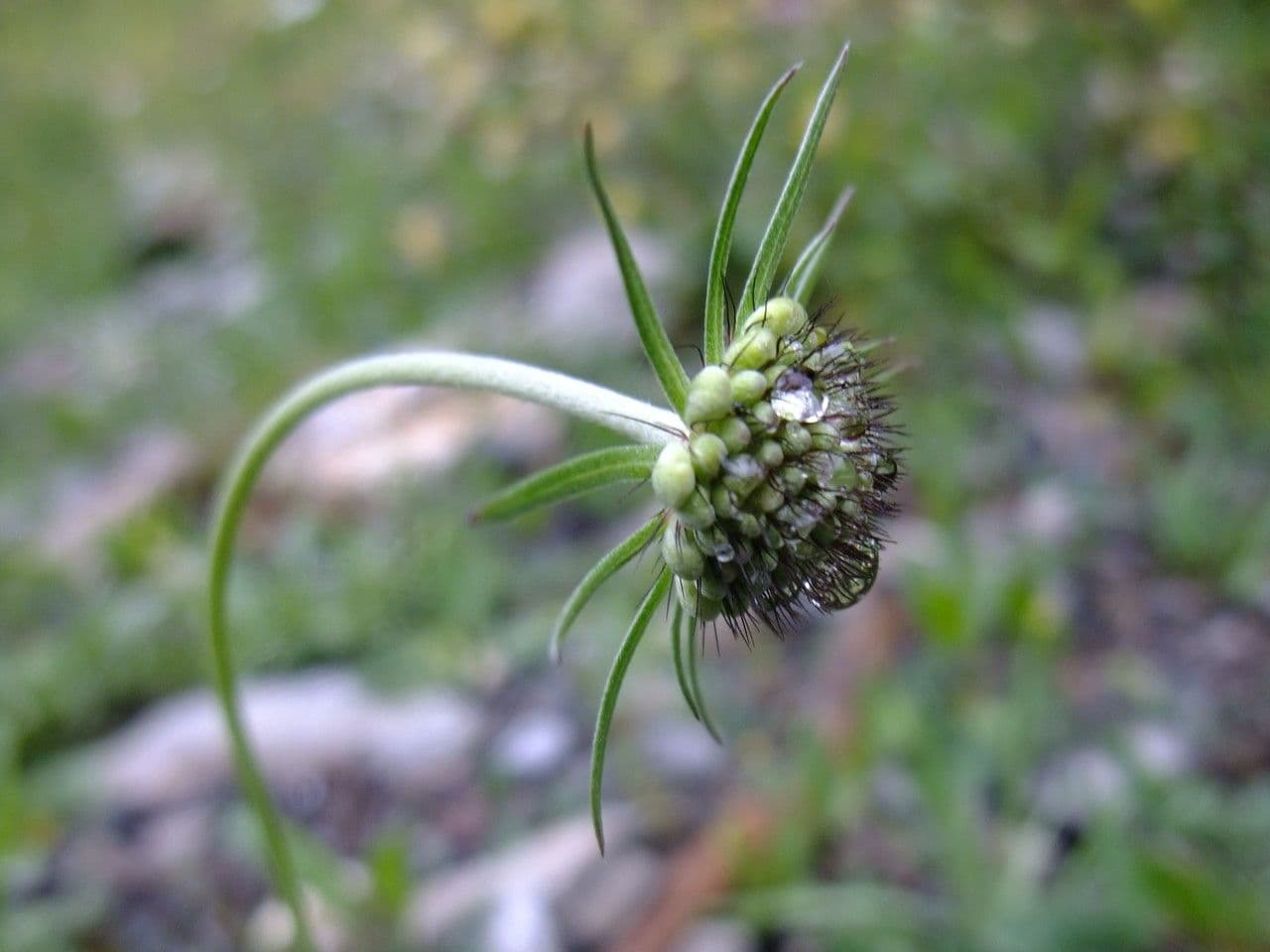 Vedovina lucida