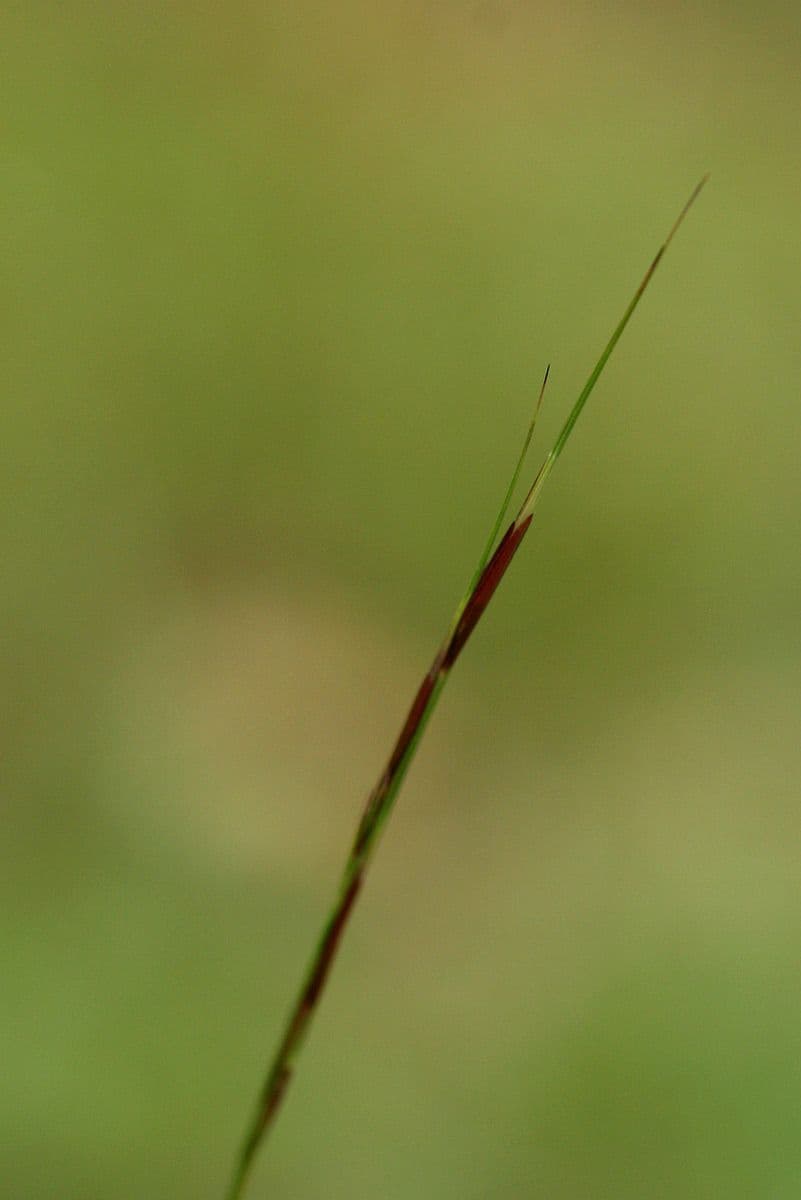 Aristida comune 24