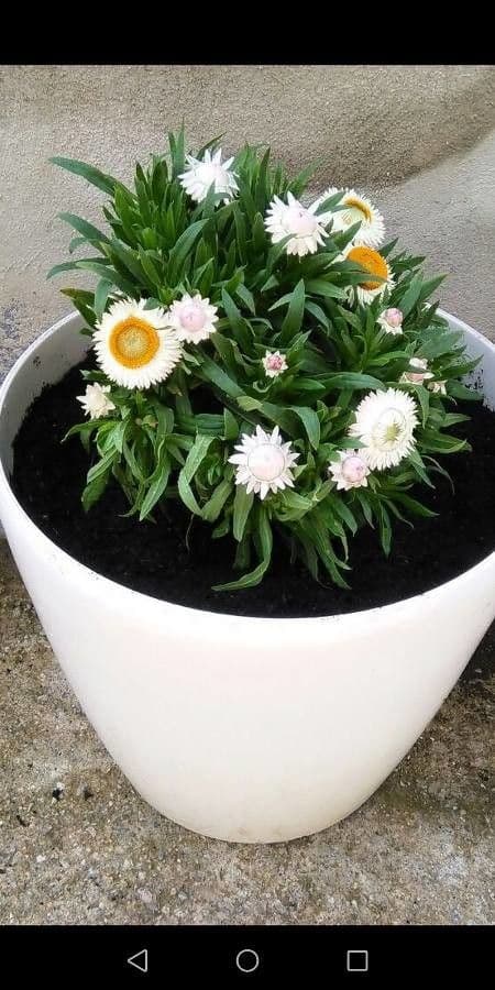 Xerochrysum 8