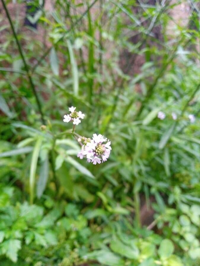 Verbena litorale