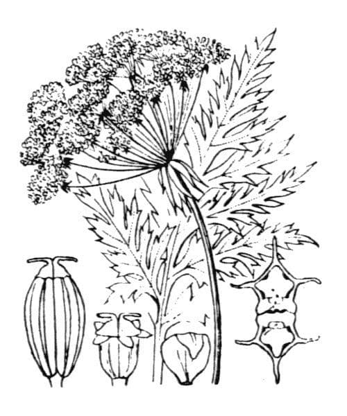 Molopospermum 26