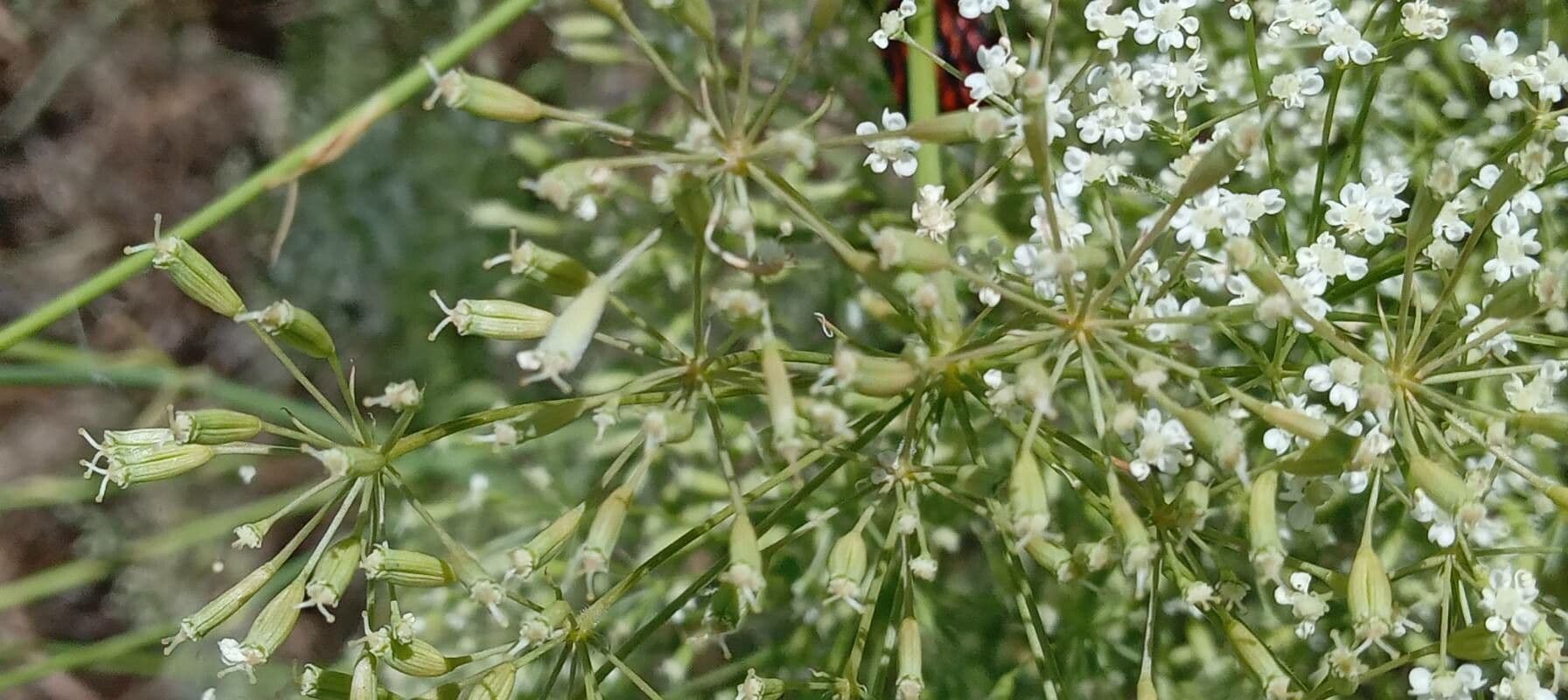 Falcaria