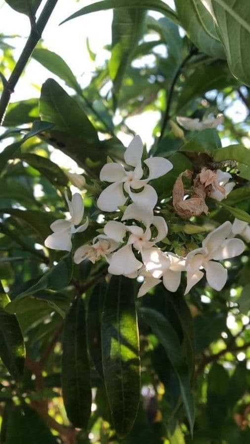 Tabernaemontana catharinensis 10