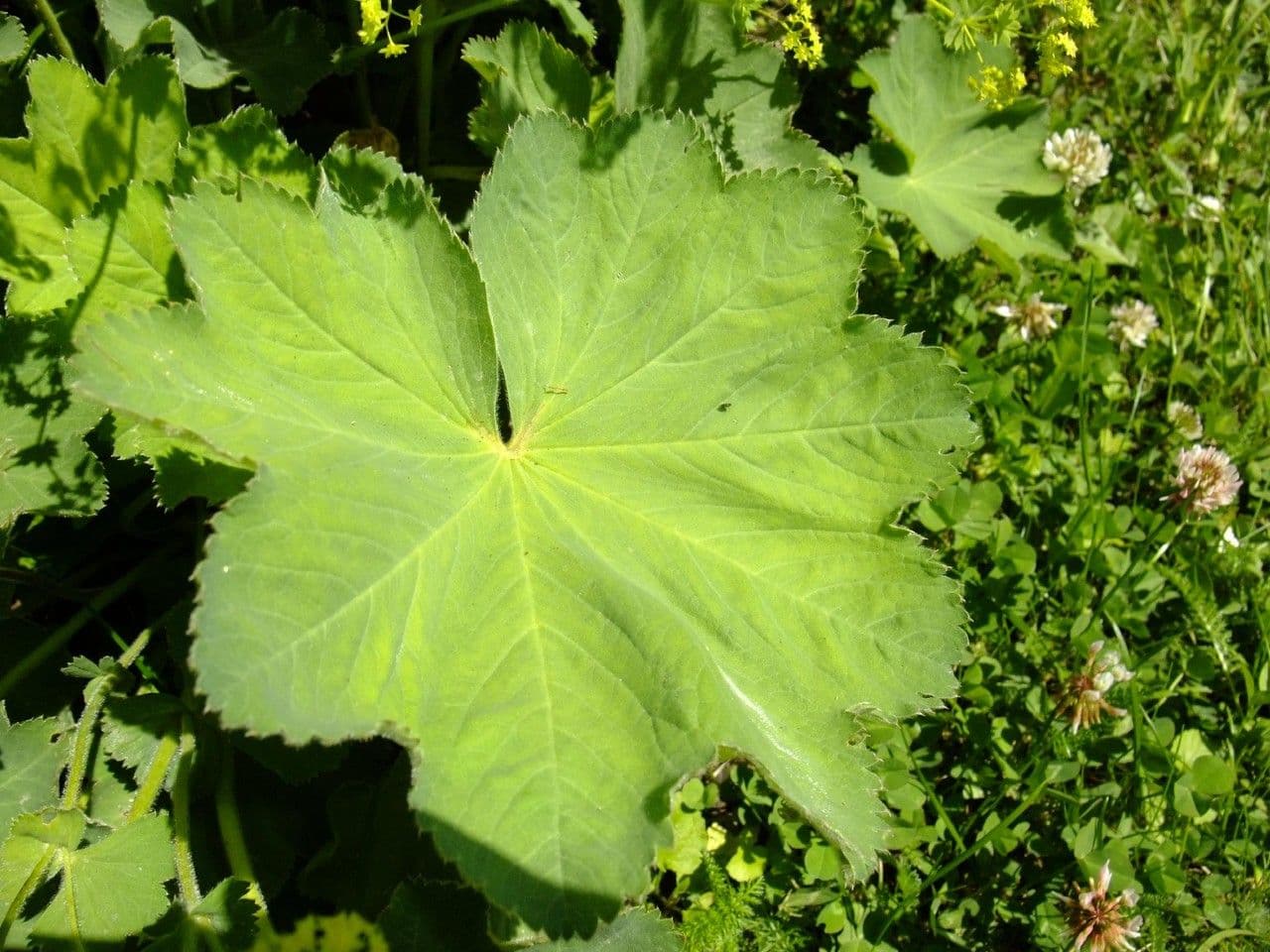 Alchemilla coriacea 13