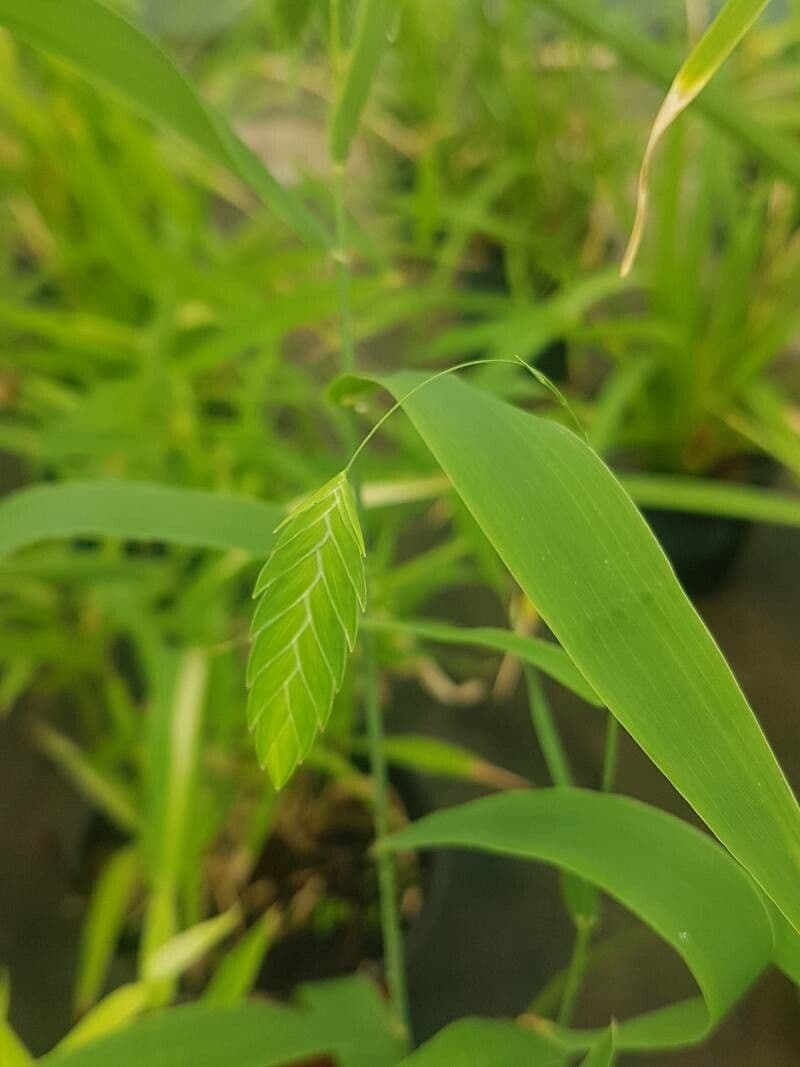 Chasmanthium latifolium