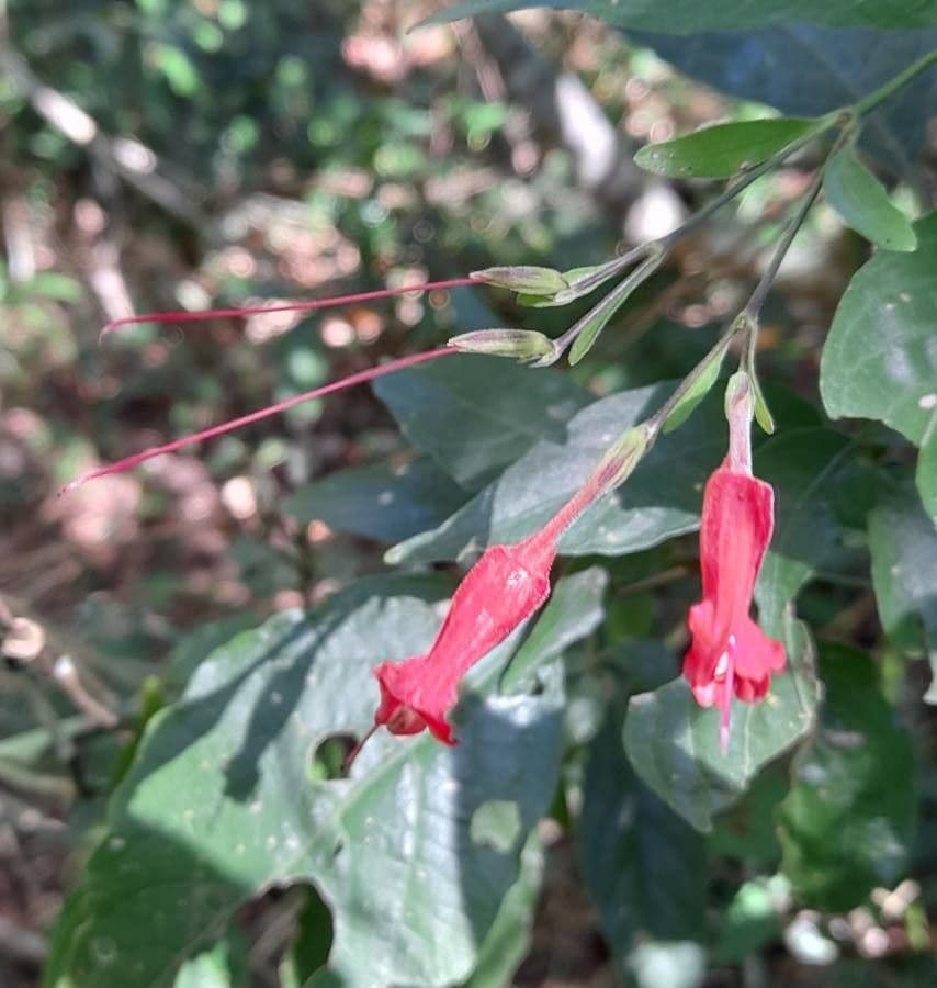 Ruellia angustiflora 3