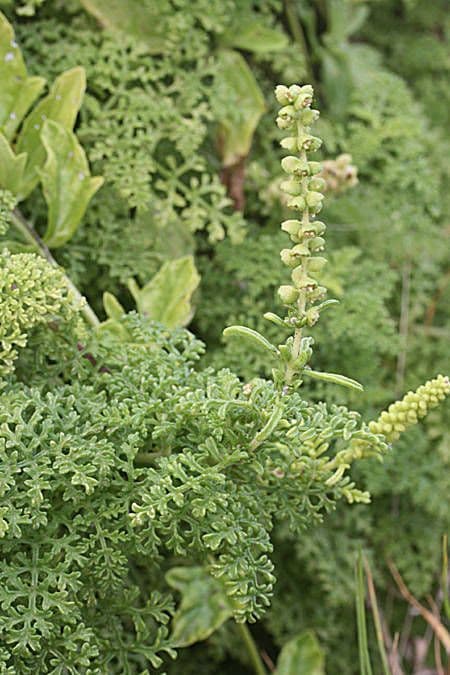 Ambrosia irsuta 2