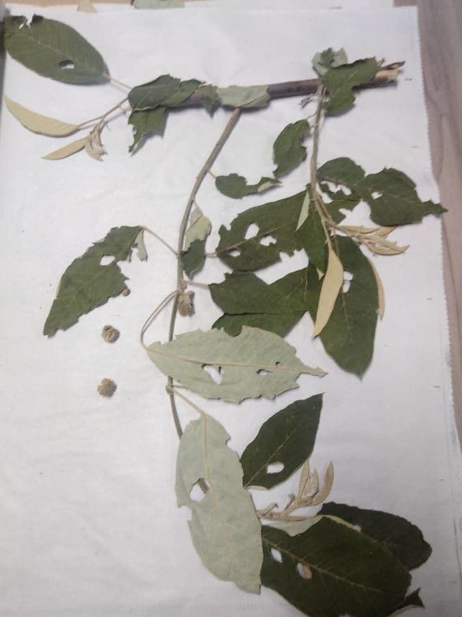 Croton 4
