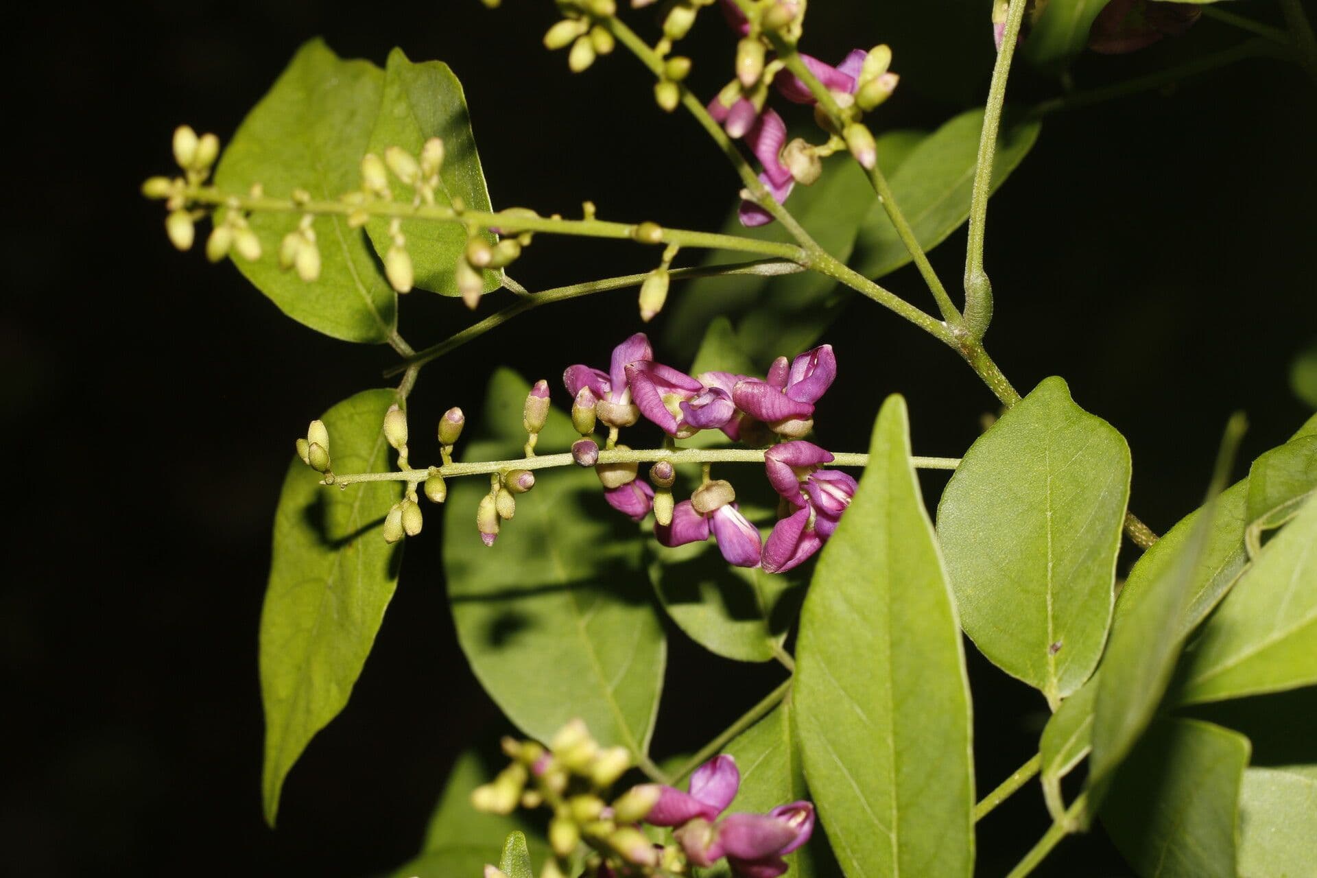 Lonchocarpus 2