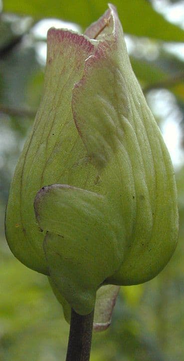Vilucchiello delle siepi