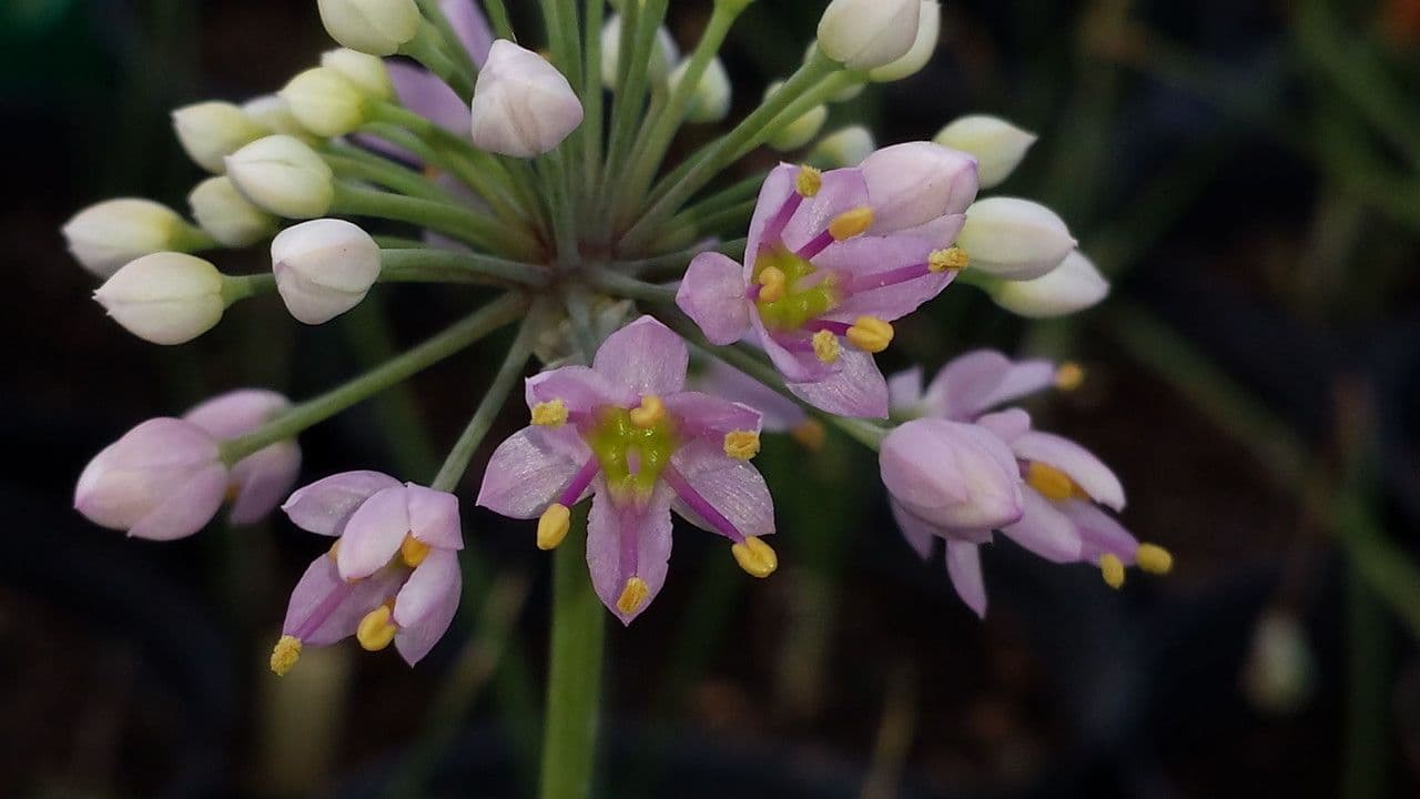 Sternknoblauch 4