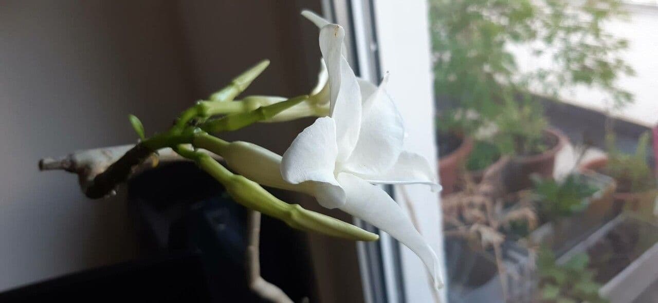 Pachypodium