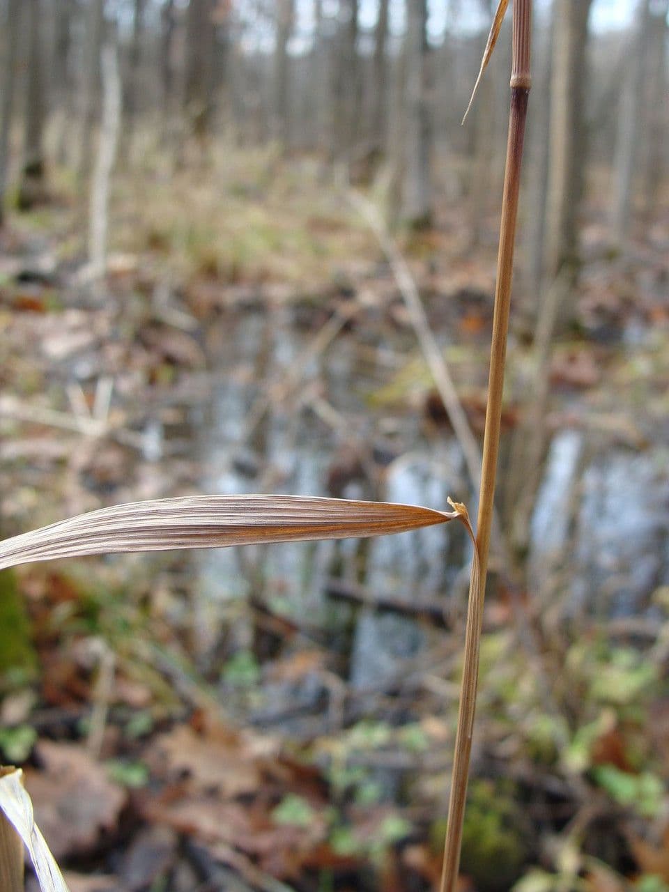 Cinna arundinacea 2