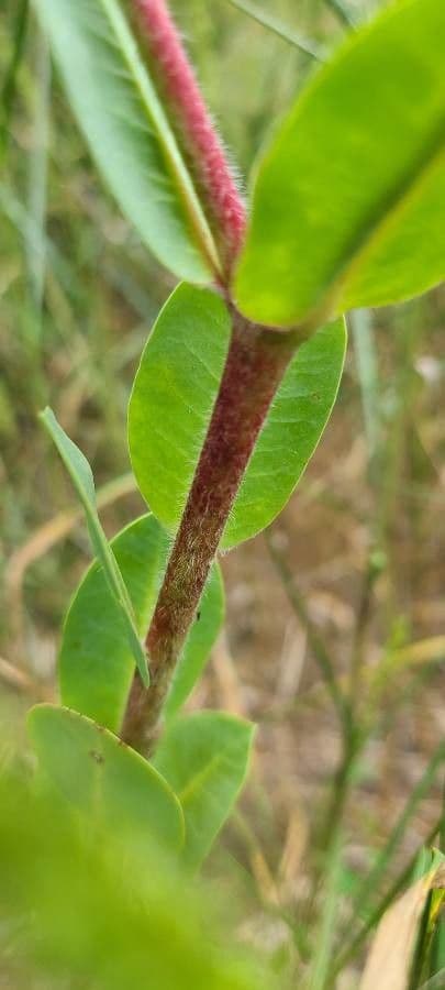 Euforbia marginata 25