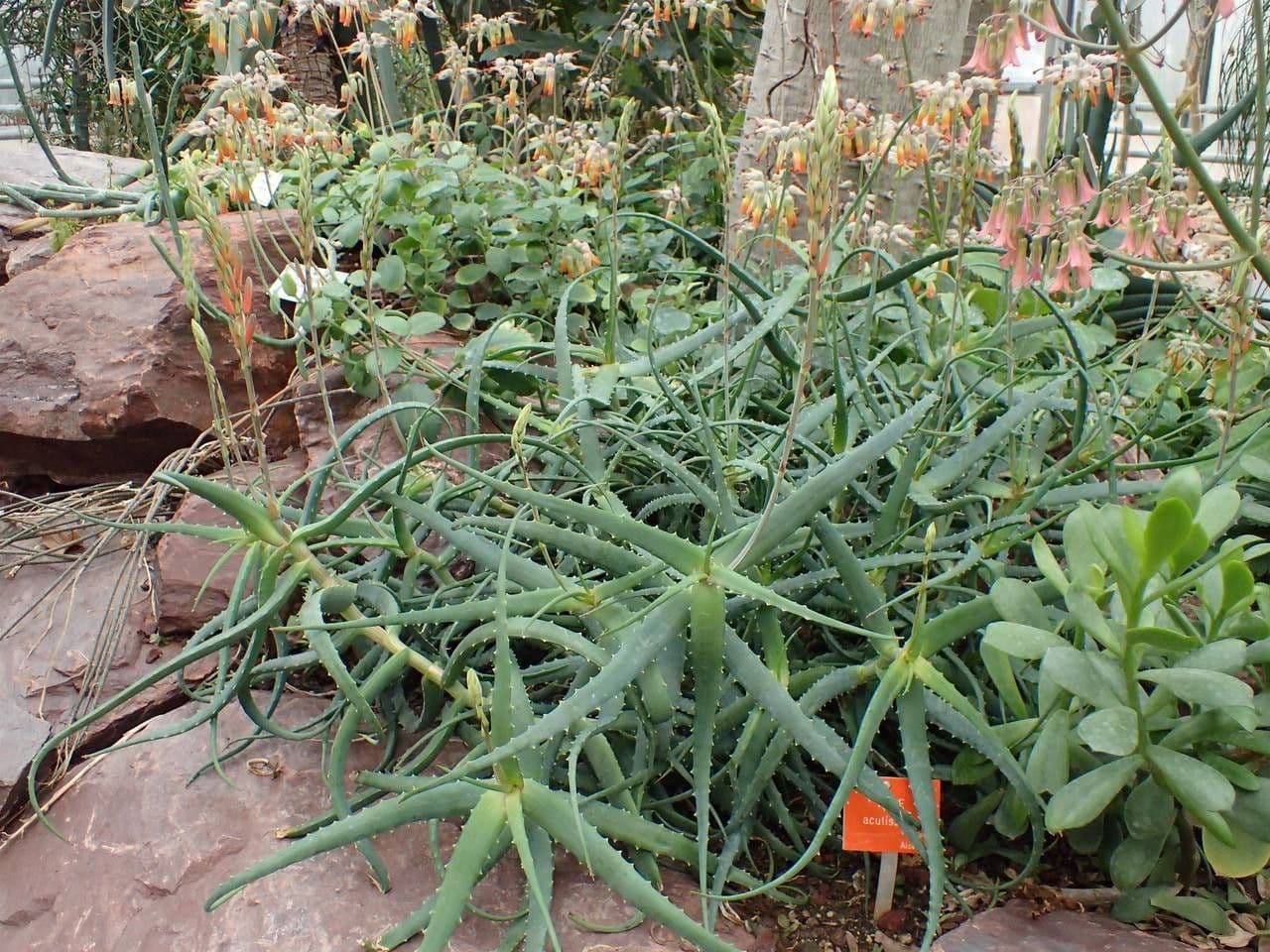 Aloe 4