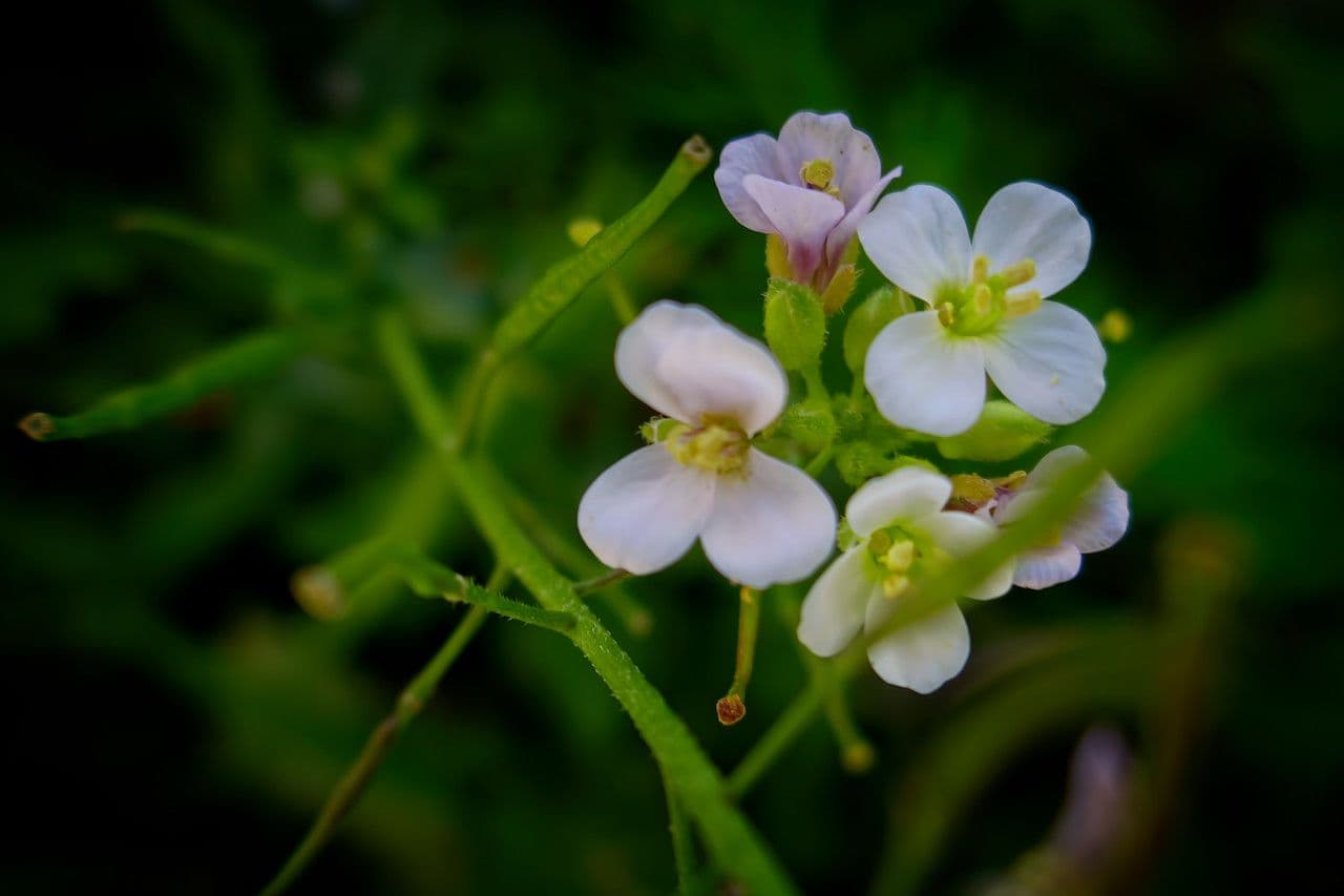 Arabidopsis cebennensis 5