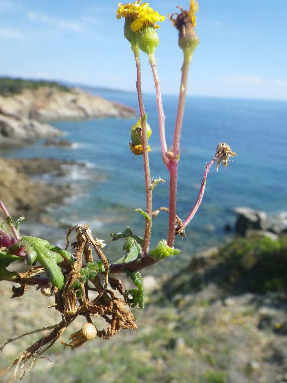Senecio transitorio 9