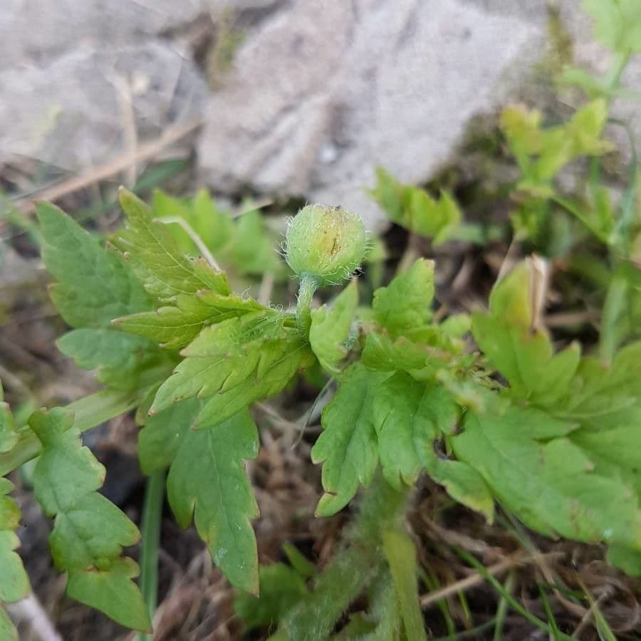 Wald-Scheinmohn 22