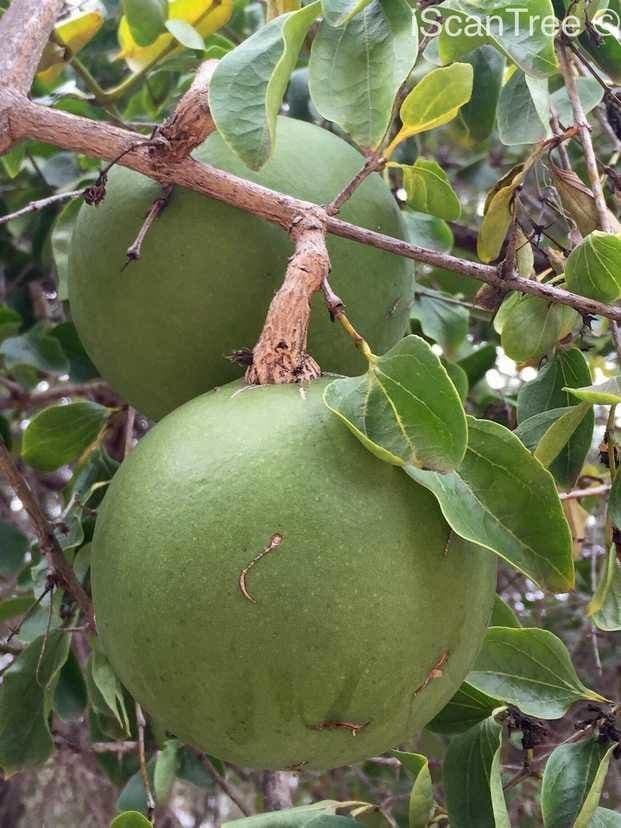 Kafferapfelsine 3