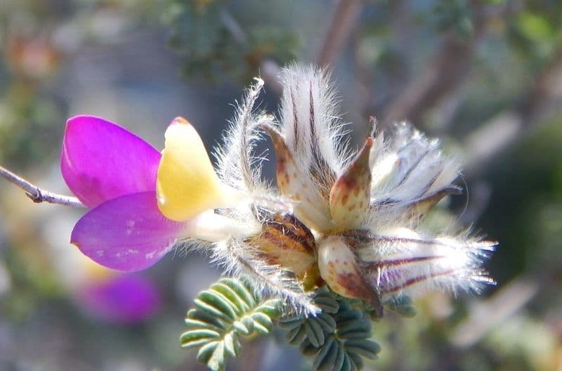 Dalea formosa 4