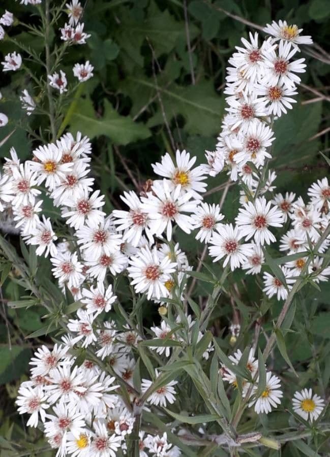 Aster solny 10