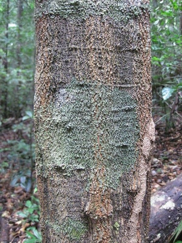 Cupania 4