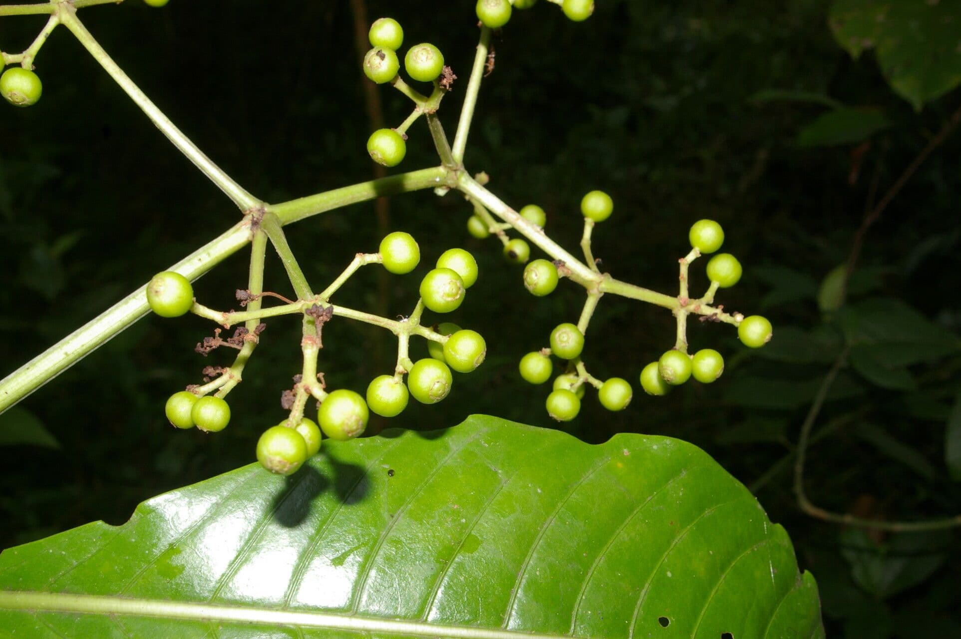 Große Psychotria 16