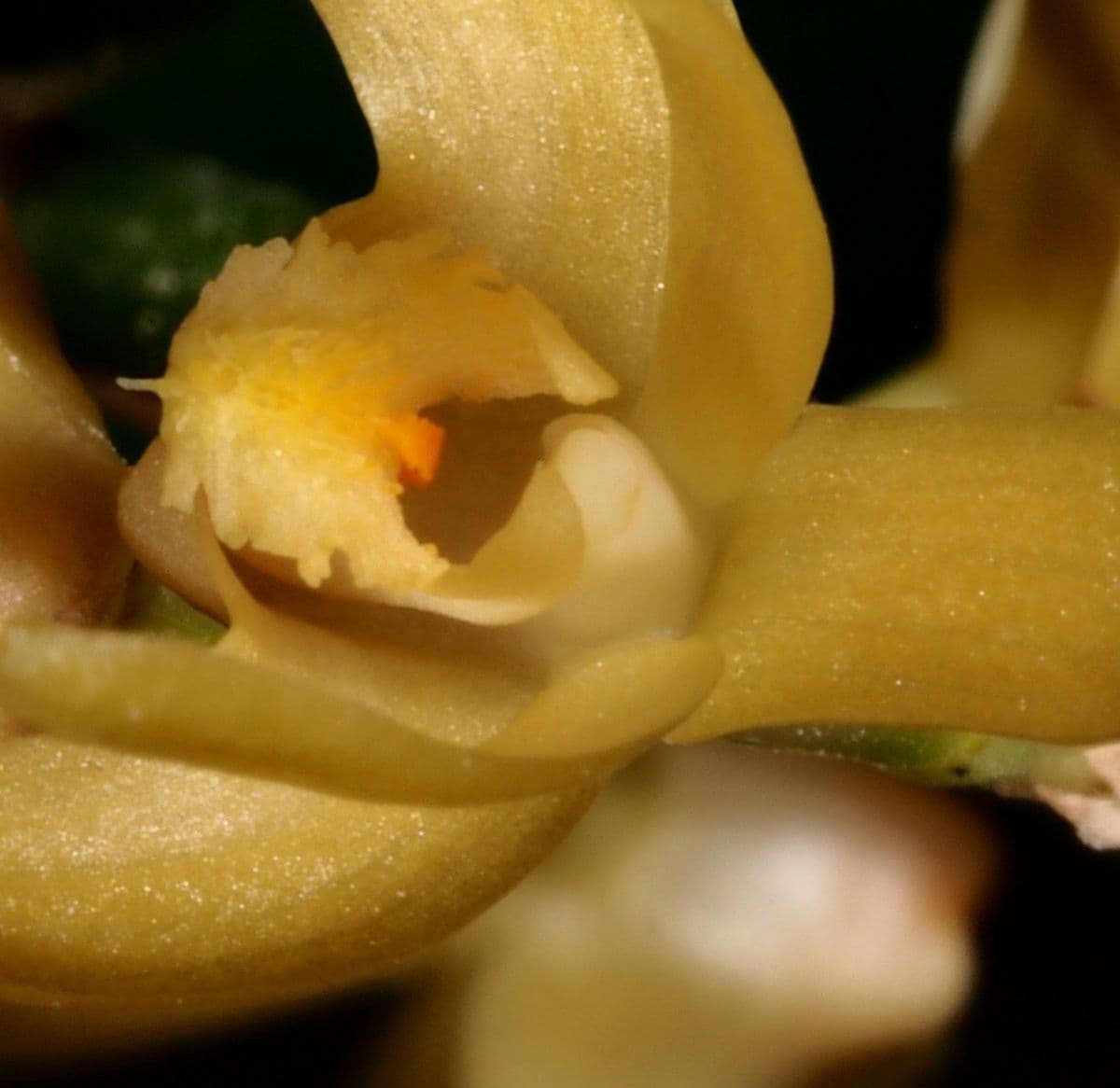 Dendrobium 5