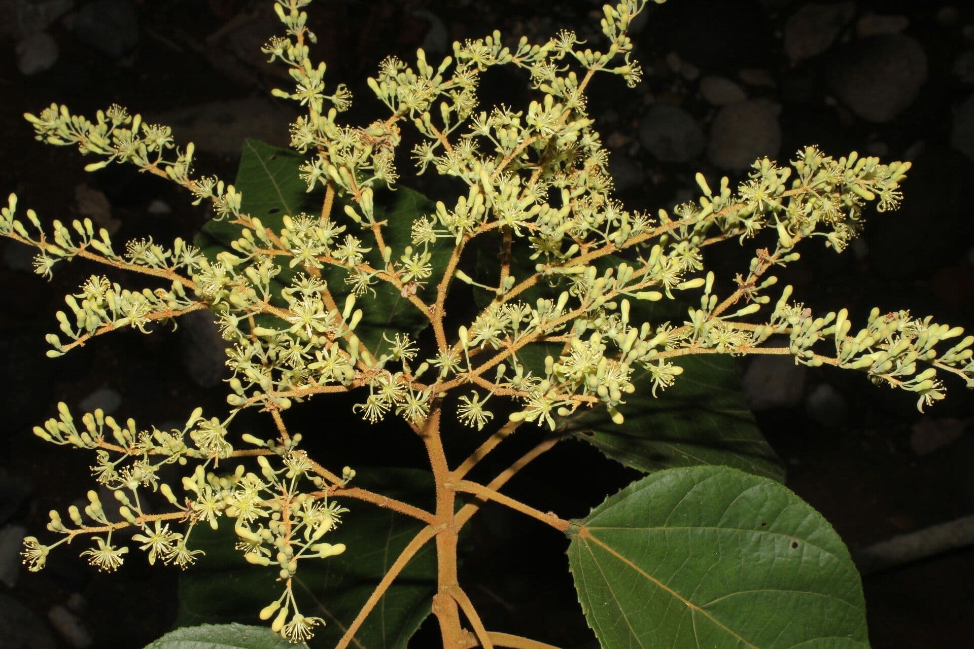 Heliocarpus 14