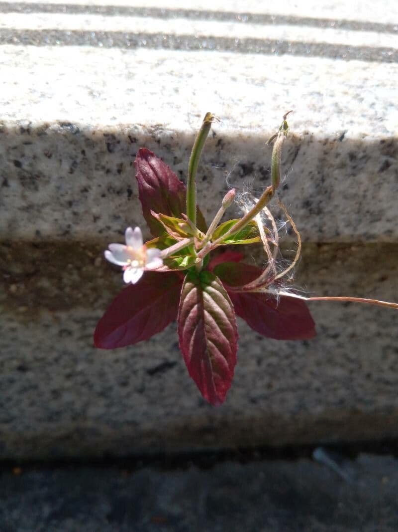 Épilobe rosé 3