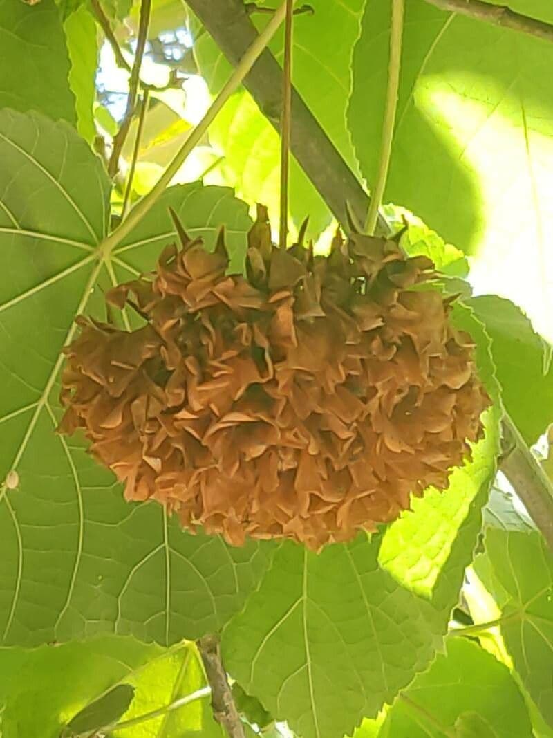 Dombeya 2