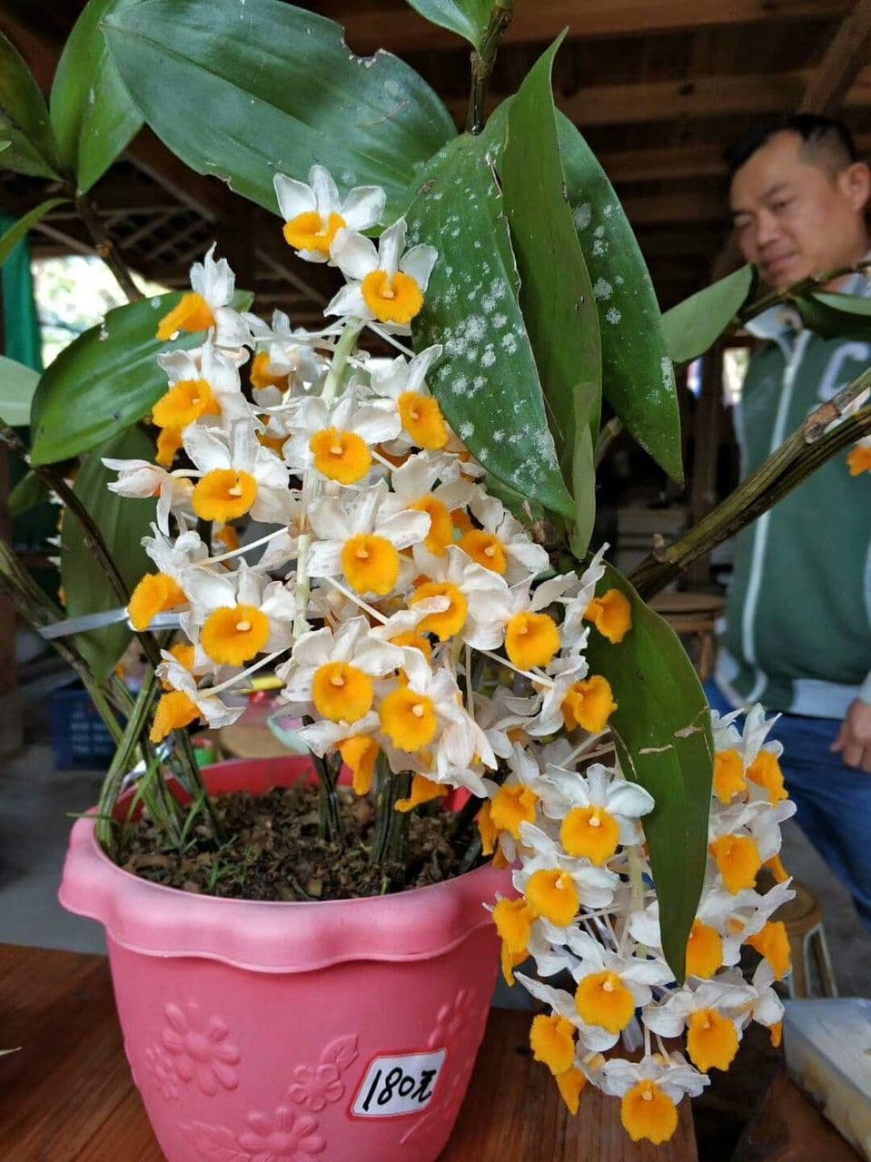 Dendrobium 6