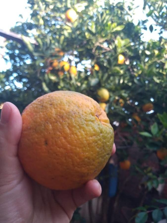 Orange