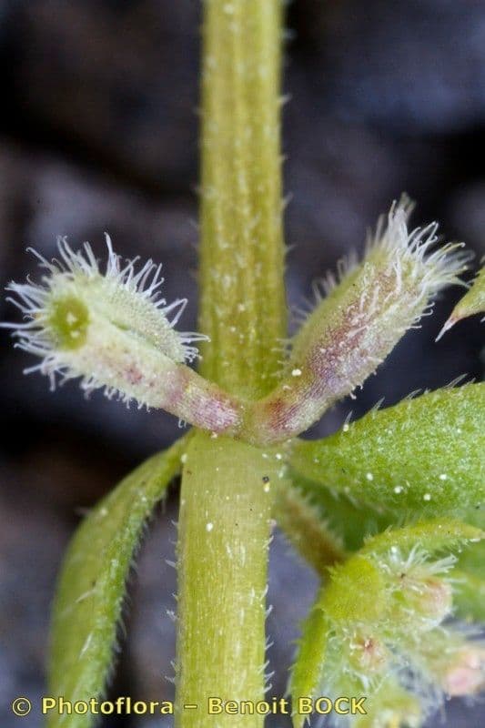 Galium murale 22
