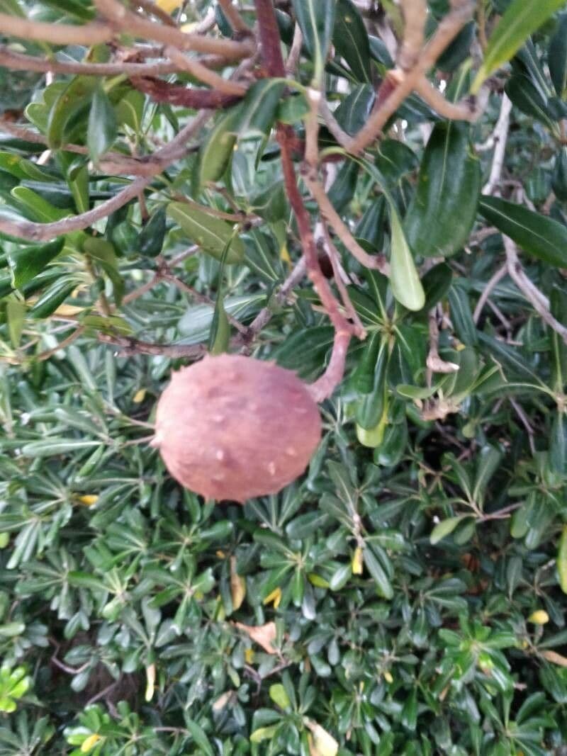Mamey 7