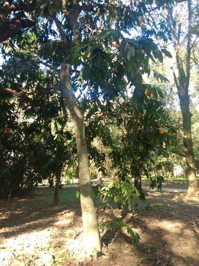 Saraca indica 10