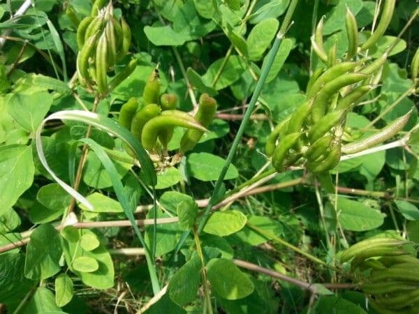 Astragale à queue de renard